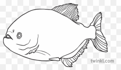 Brazil Piranha Fish Animal Ks1 Black And White Rgb Png
