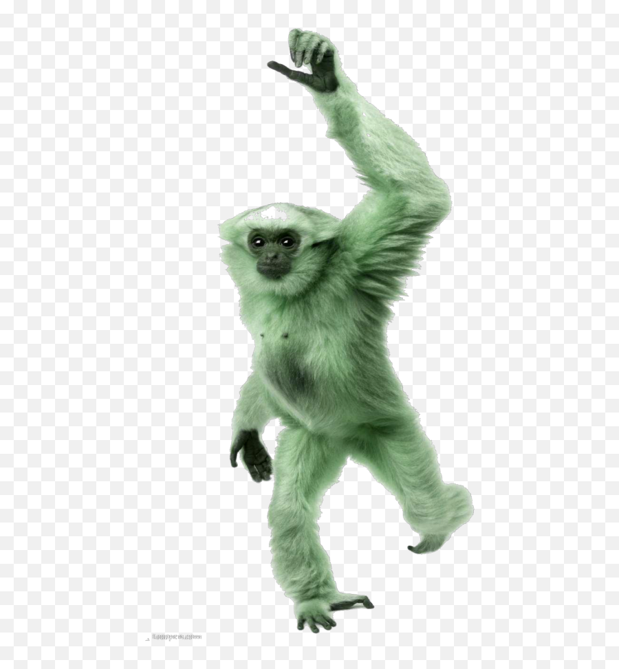 Spider Monkey Png - Mq Green Monkey Gorilla Animal Monkey With White Hands,Monkey Transparent Background