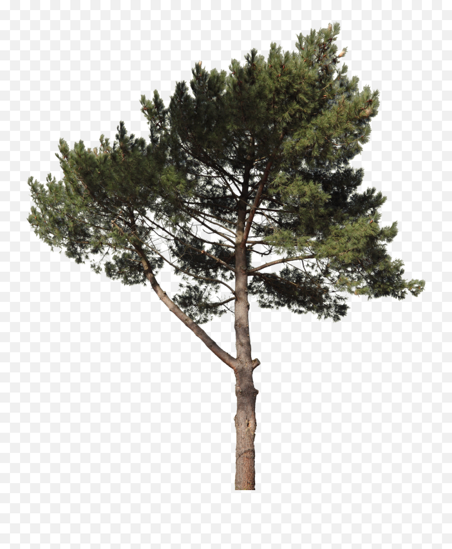 Pine 18 Free Texture Download - Pine Tree Cut Out Png,Pine Branch Png