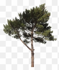 Pine 18 Free Texture Download - Tree Cut Out png