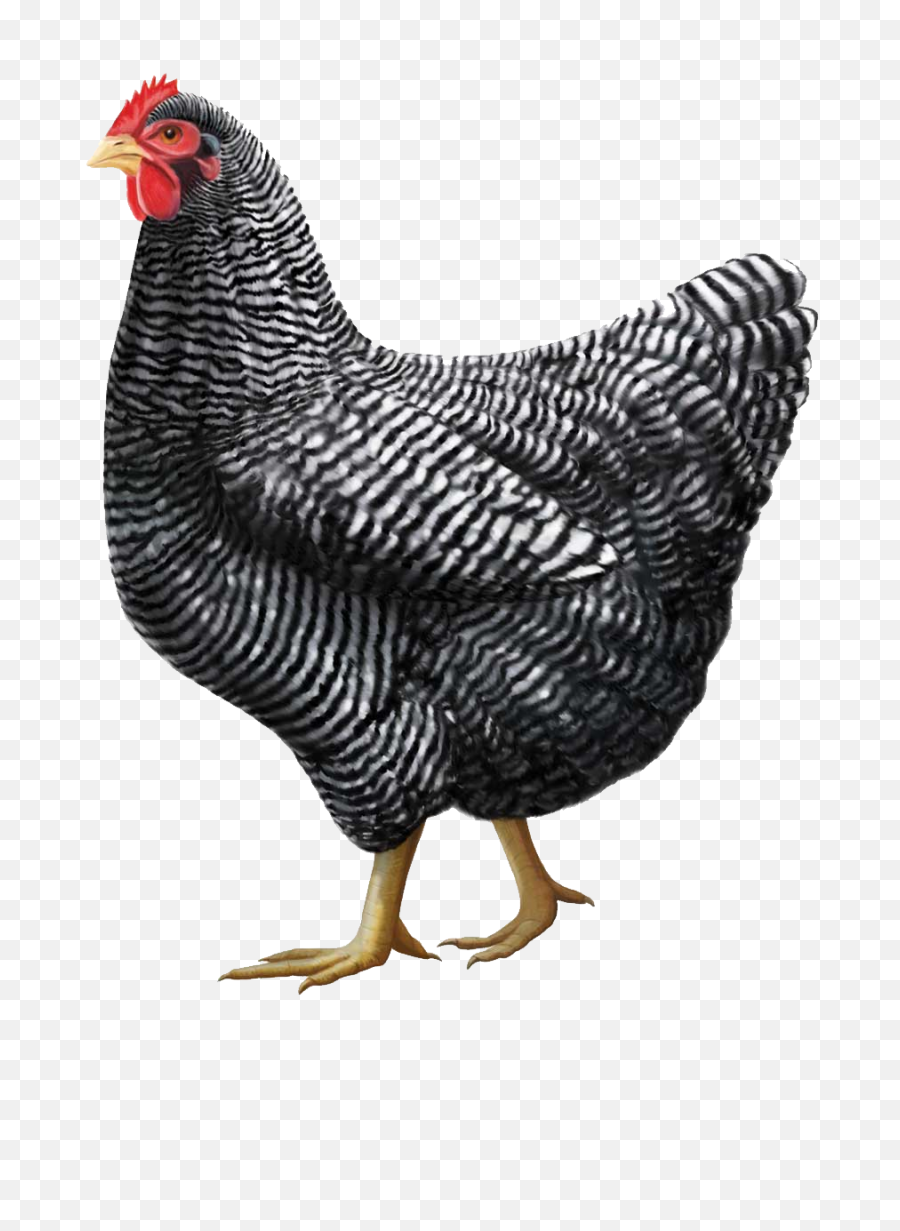 Chicken Png Clipart Free - Barred Plymouth Rock Chicken,Chicken Png