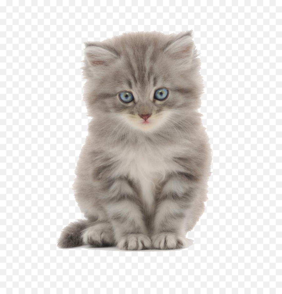 Cute Kittens Png Images Transparent - Cute Kitten White Background,Kitten Transparent Background