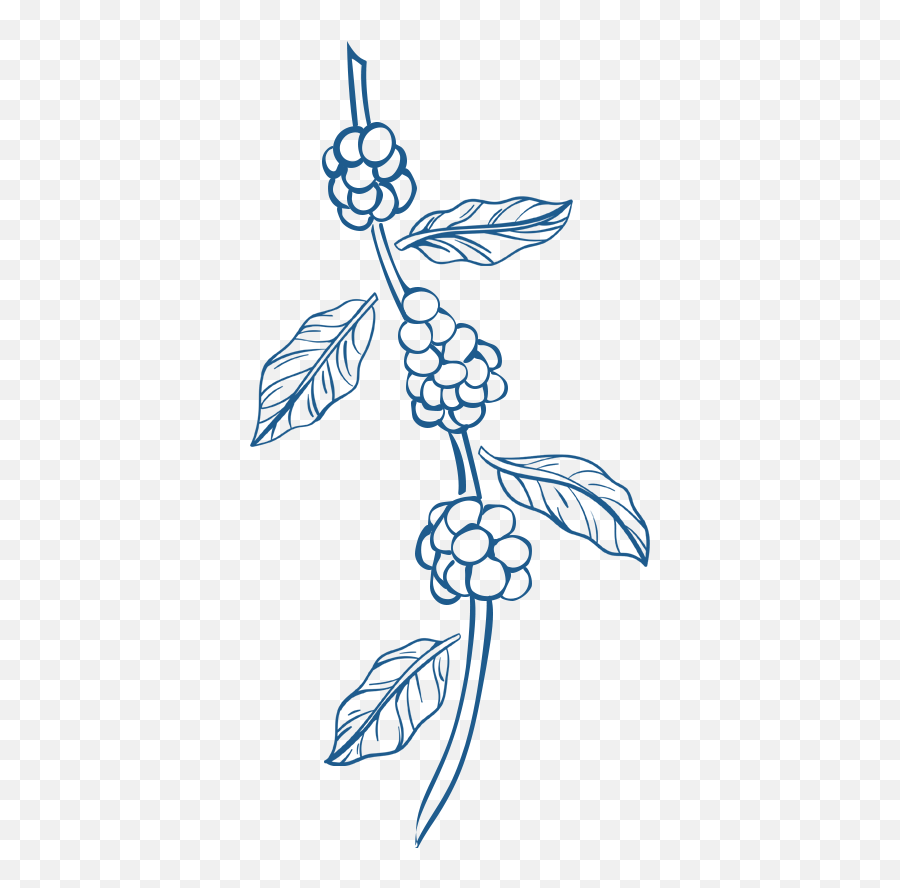 Blue Mountain Coffee Cultivation Best - Floral Png,I Am The Vine Icon