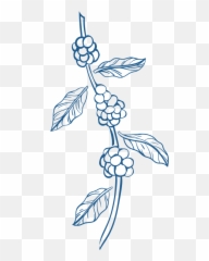 Blue Mountain Coffee Cultivation Best - Floral png