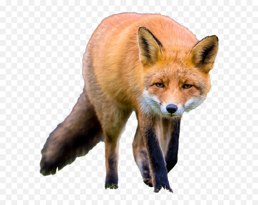 Fox No Background - Fox No Background Png,Fox Png