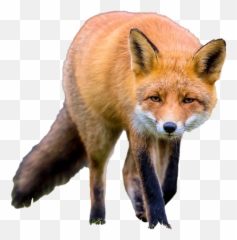 Fox No Background - Fox No Background Png,Fox Png
