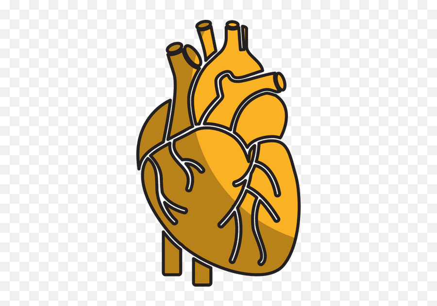 Heart Organ Human Icon - Canva Png,Heart Organ Icon