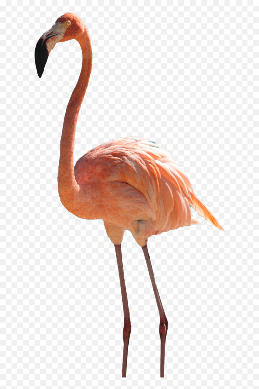 Png Images Transparent Background - Flamingo Transparent,Flamingo Transparent Background