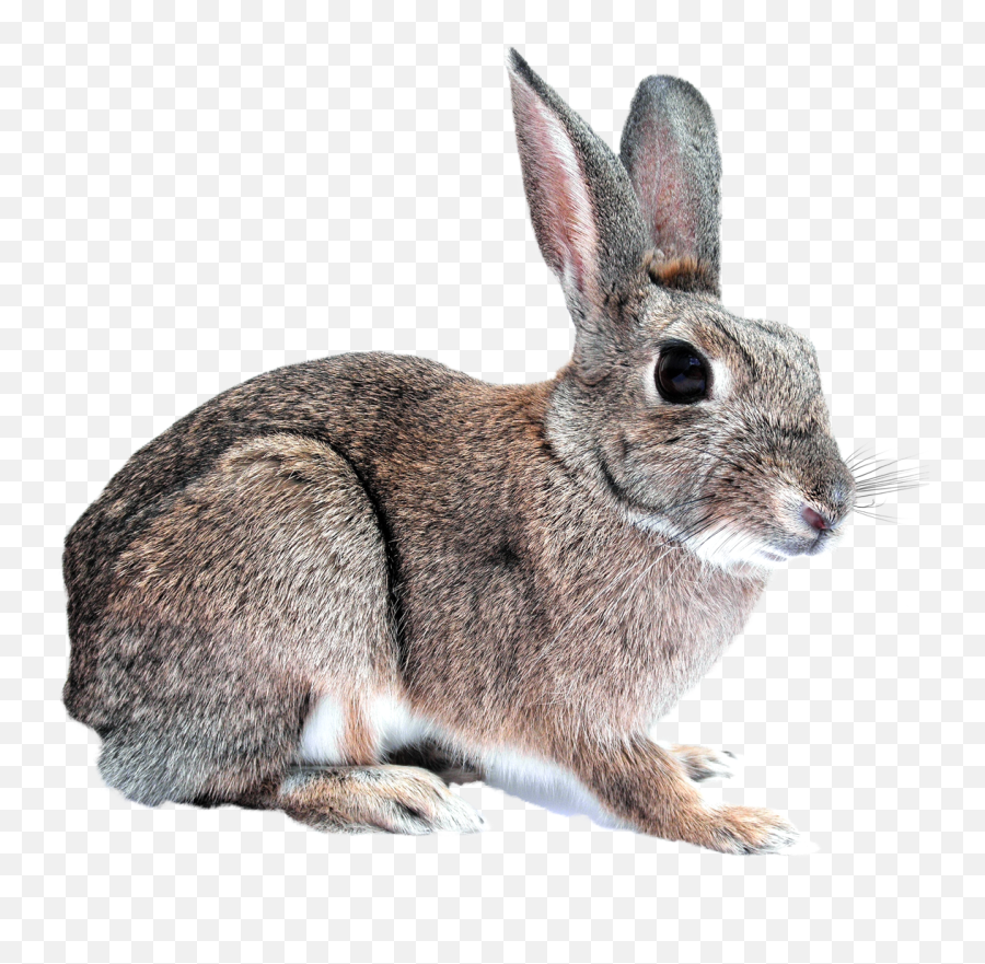 Download Bunny Rabbit Png Image For Free - Rabbit Transparent,Bunny Transparent