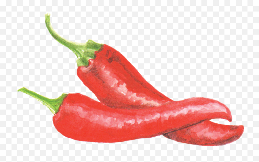 Filecayennepepperpng - Wikimedia Commons Chili Pepper Watercolor Png,Pepper Png