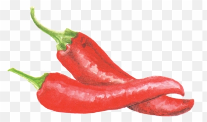 Filecayennepepperpng - Wikimedia Commons Chili Pepper Watercolor Png,Pepper Png