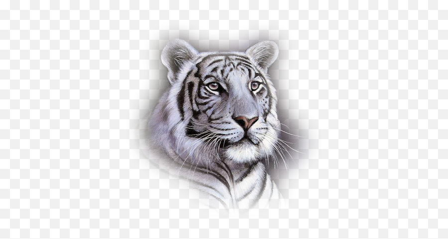 White Tiger Transparent Png Clipart - White Tiger Face Png,Tigers Png