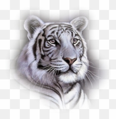 White Tiger Transparent Png Clipart - Face