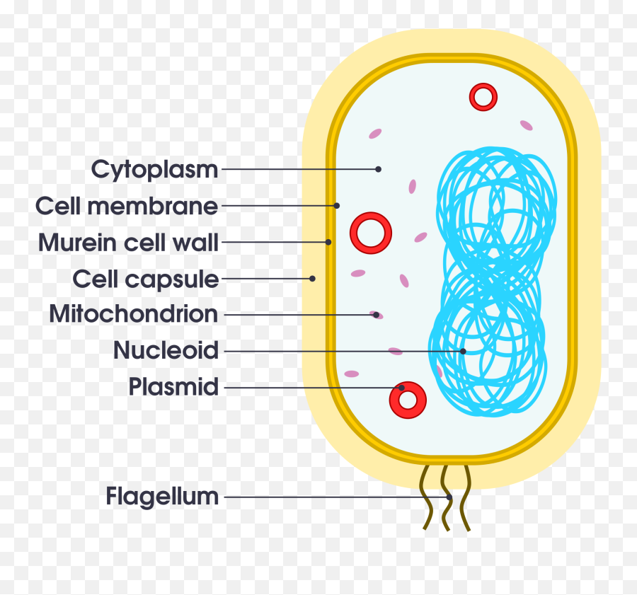 Simple Bacteria Cell Diagram - Simple Bacterial Cell Diagram Png,Bacteria Transparent Background
