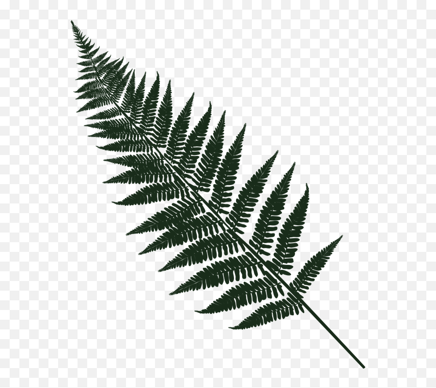 Fern Leaf Forest - Free Vector Graphic On Pixabay Leaf Fern Png,Fern Png