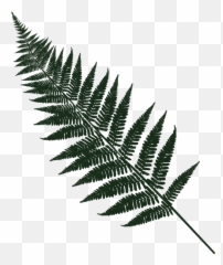 Fern Leaf Forest - Free vector graphic on Pixabay Png