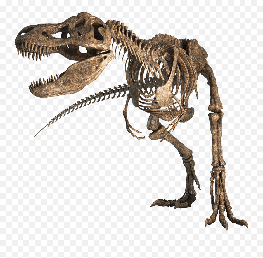 Tyrannosauruscleanerpng 11781080 Fossils - Dinosaur Skeleton Png,Skeletons Png