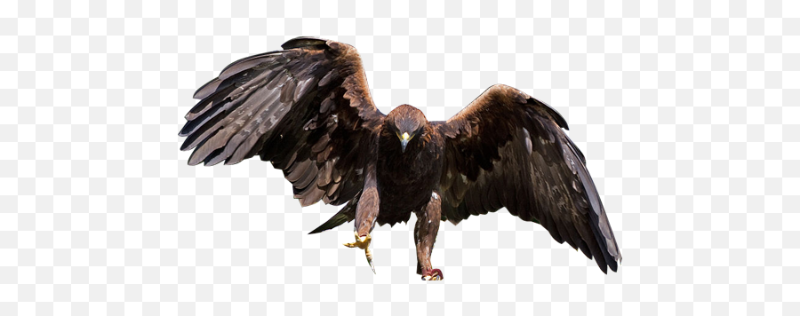 Eagle Transparent Background Png - Golden Eagle Png,Golden Eagle Png