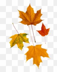 Autumn Leaves Icon Clipart Web Icons Png - Psalm 136 1 3,Autumn Leaves Png