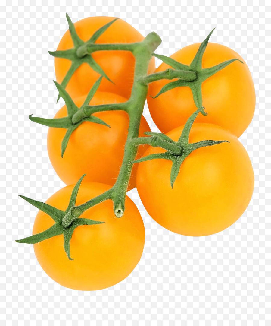 Fun Pics Images - Yellow Tomato Png,Tomato Slice Png