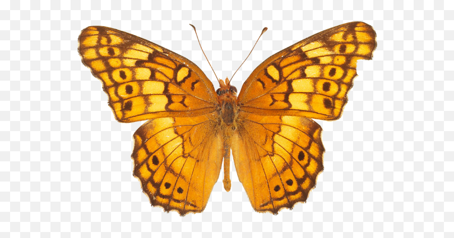 Yellow Butterfly Png - Transparent Background Yellow Butterfly Png,Yellow Butterfly Png