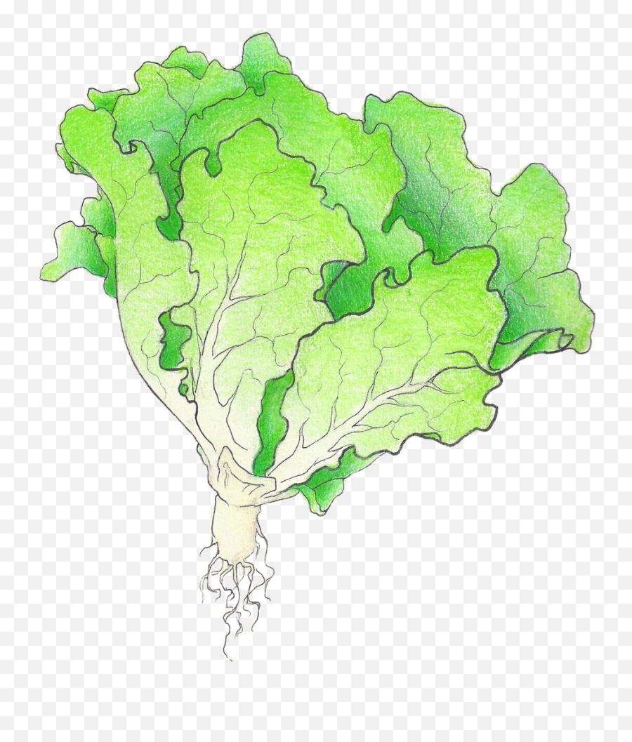Illustration U2014 Christi Difrank - Cruciferous Vegetables Png,Lettuce Png