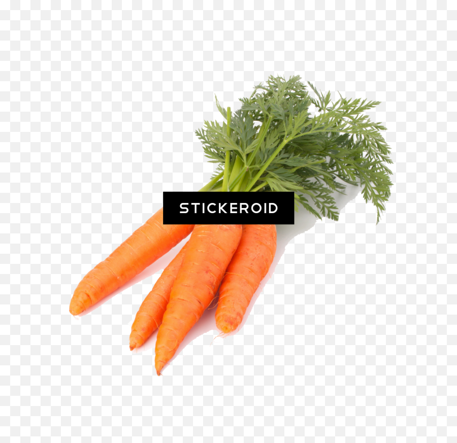 Download Carrot Png Image With No Background - Pngkeycom Download Carrot,Carrot Png