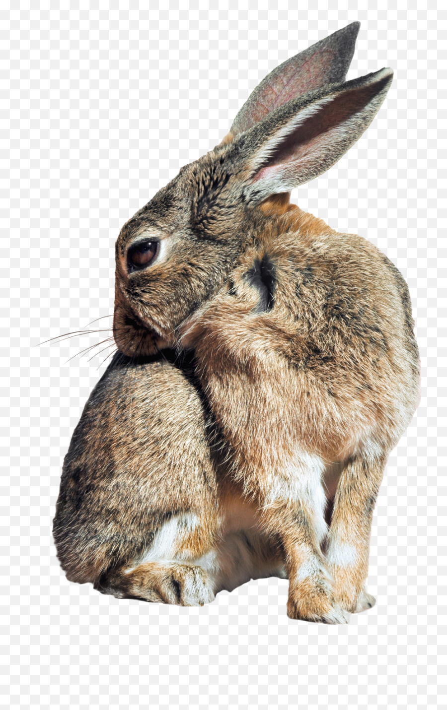 Bunny Rabbit Png Image For Free Download - Rabbit Png,Rabbit Png