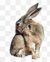 Bunny Rabbit Png Image For Free Download - Rabbit Png,Rabbit Png