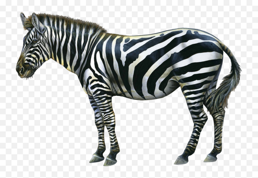 Download Free Zebra Png Image With - Zebra Png,Zebra Transparent Background