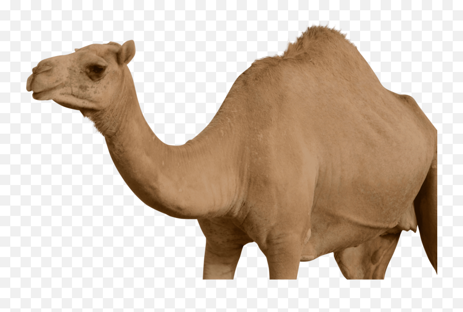 Free Transparent Png Images On Camel