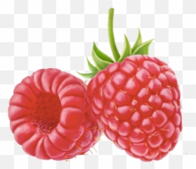 Raspberries Png - Raspberries Cartoon,Raspberries Png