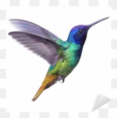 Hummingbird - Golden tailed sapphire Hand drawn vector illustration of flying hummingbird with colorful glossy plumage Little png