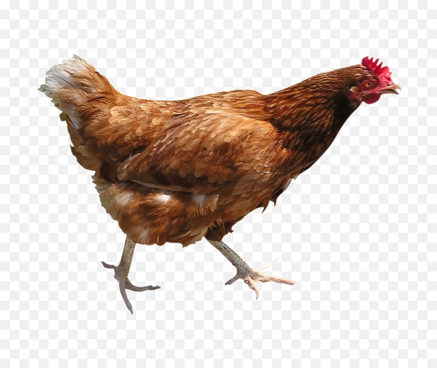 Running Chicken Png Image - Transparent Chicken Png,Running Transparent