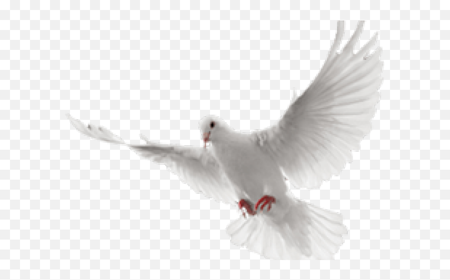 White Flying Dove Png Transparent Cartoon - Jingfm Animated Dove Flying Png,Doves Flying Png