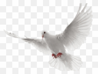 White Flying Dove Png Transparent Cartoon - Jingfm Animated