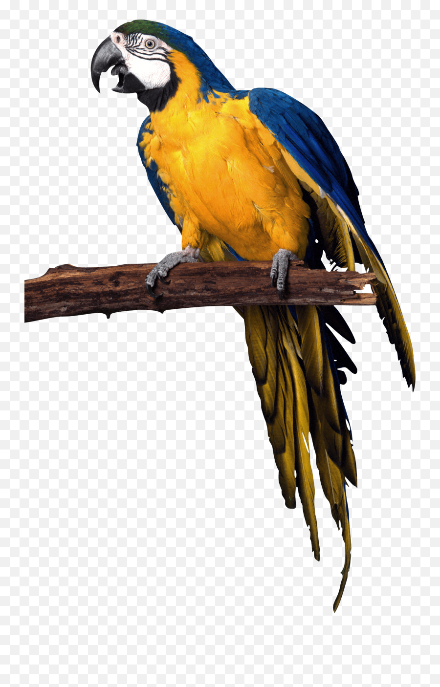 Yellow Blue Pirate Parrot Png Image - Transparent Background Parrots Png,Parrot Transparent