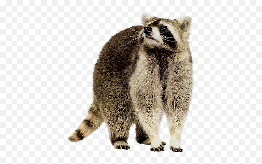 Raccoon Png High - Transparent Background Raccoon Png,Raccoon Transparent Background