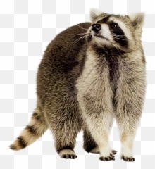 Raccoon Png High - Transparent Background