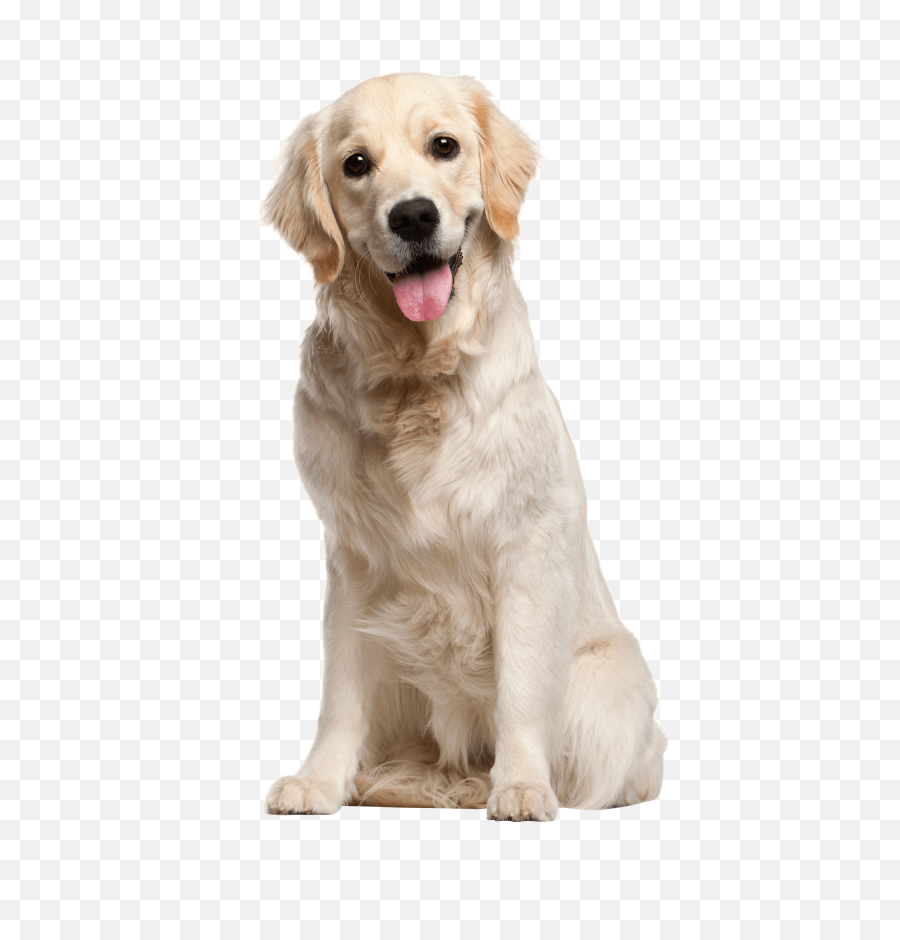 Download Cute Dog Png - Dog Png,Cute Dog Png