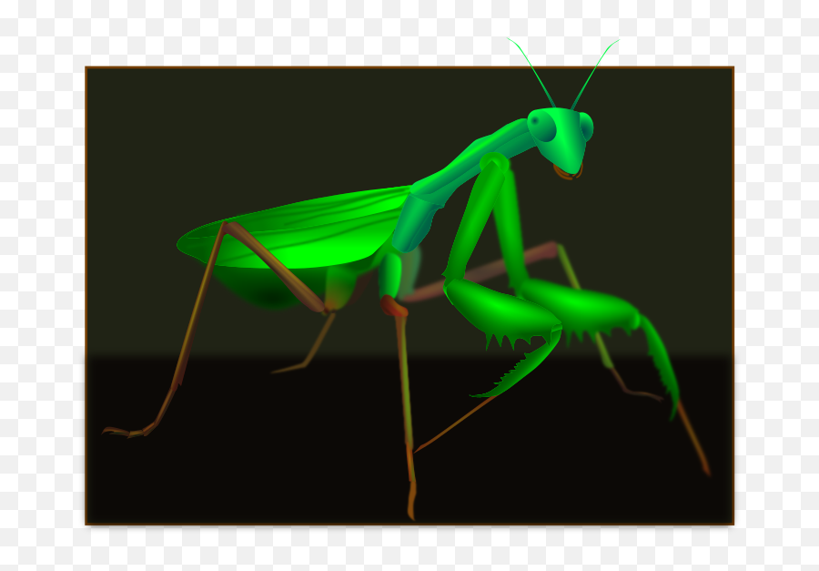 Download Free Png Green Mantis - Mantis,Praying Mantis Png