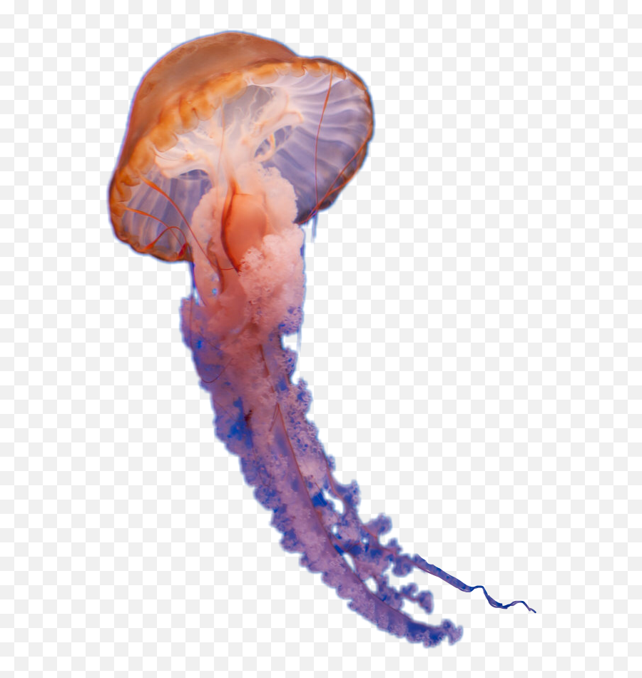 Download Hd Report Abuse - Real Jellyfish Transparent Background Png,Medusa Png