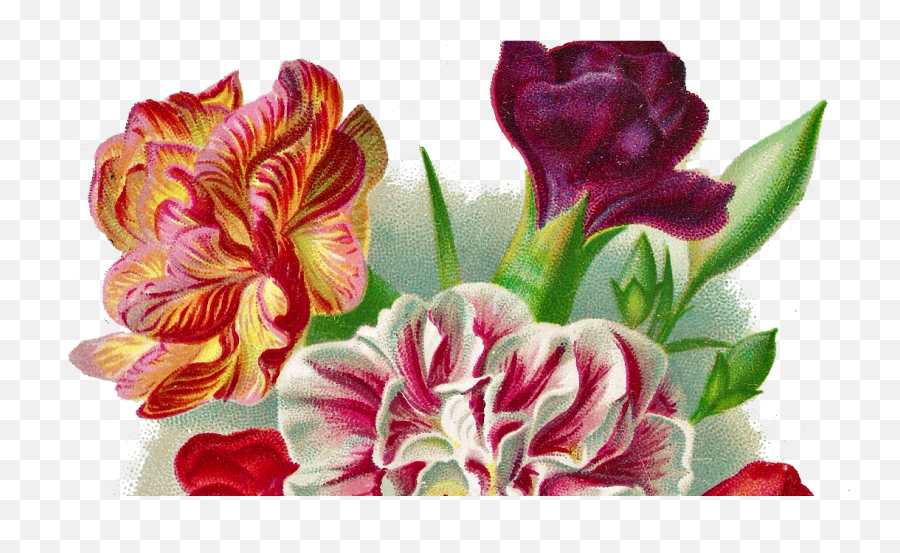 Download Flower Carnation Vintage Png - Full Size Png Image Auguri Buon Onomastico Assunta,Carnation Png