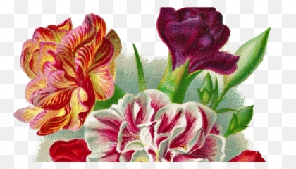 Download Flower Carnation Vintage Png - Full Size Png Image Auguri Buon Onomastico Assunta,Carnation Png