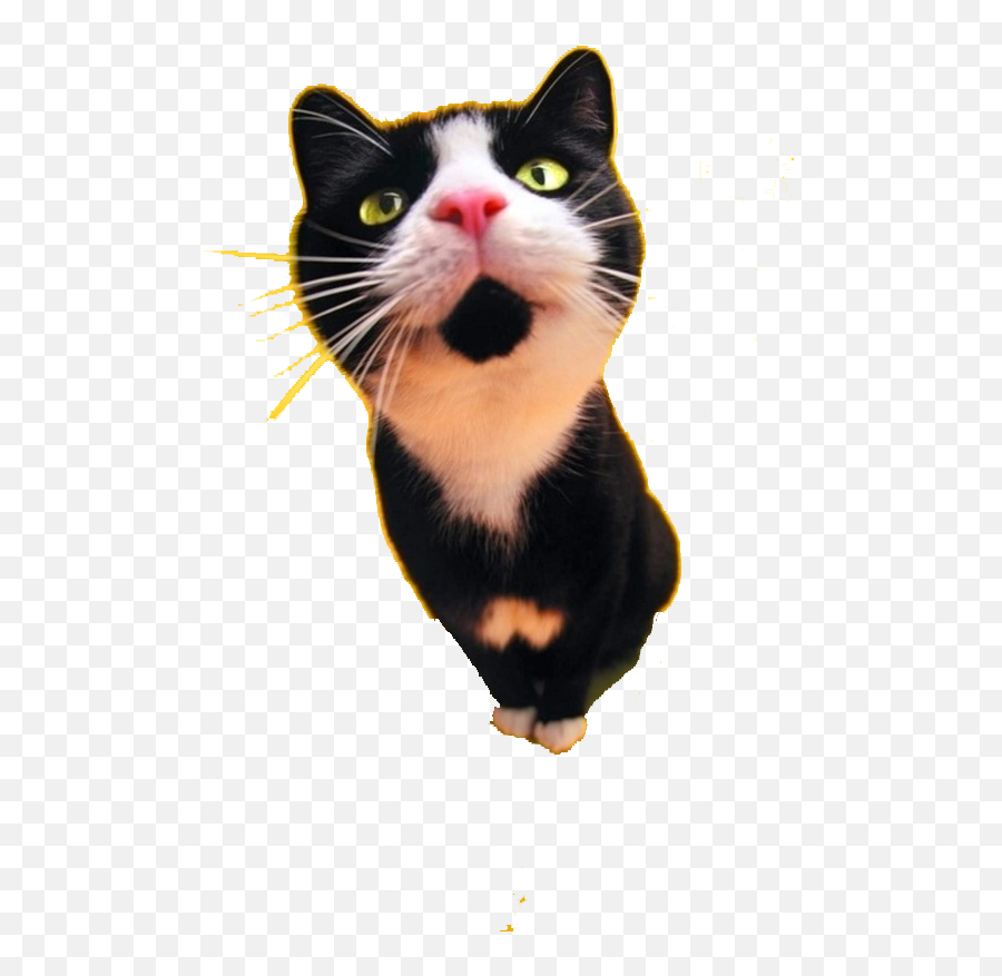 Cat Food Dog Black Tattoo - Black N White Cat Wallpaper Android Png,Cute Cat Transparent