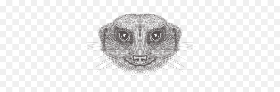 Meerkat Illustration - Sketch Png,Meerkat Png