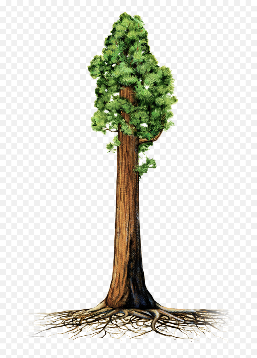 Giant Redwood Tree Clipart Png Image - Sequoia Illustration,Redwood Tree Png