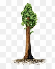 Giant Redwood Tree Clipart Png Image - Sequoia Illustration,Redwood Tree Png
