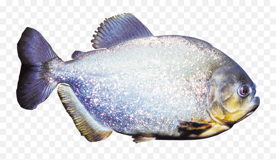 Druhy Krmiva - Bait Fish Png,Piranha Png