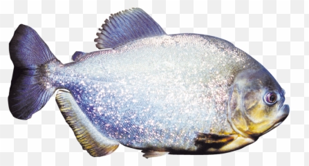 Druhy Krmiva - Bait Fish Png,Piranha Png